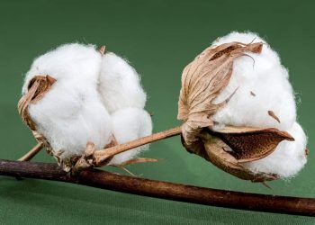 Foto: Envato