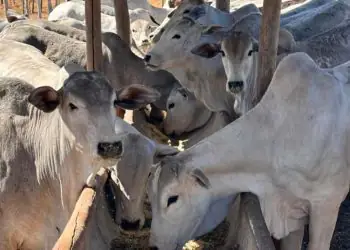 Dieta de alta energia aumenta produção de embriões em novilhas, aponta estudo 8 Dieta de alta energia aumenta produção de embriões em novilhas, aponta estudo