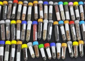 Estudo avalia sementes nativas para recuperação de Mata Atlântica, Cerrado e Amazônia 8 Estudo avalia sementes nativas para recuperação de Mata Atlântica, Cerrado e Amazônia