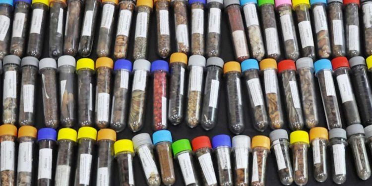 Estudo avalia sementes nativas para recuperação de Mata Atlântica, Cerrado e Amazônia