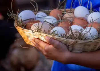 Exportações brasileiras de ovos crescem quase 40% e receita dispara em setembro 9 Foto: Envato