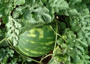 Foto: Divulgação/Agrodefesa