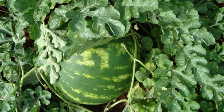 Foto: Divulgação/Agrodefesa