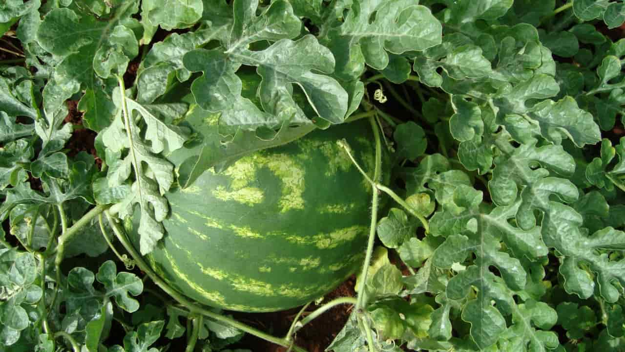 Goiás amplia número de municípios habilitados a exportar cucurbitáceas ao Mercosul