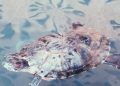 Goiás inicia levantamento inédito sobre risco de extinção de espécies da fauna