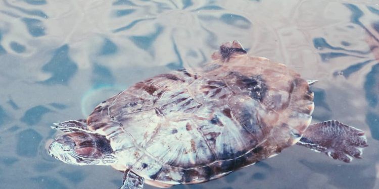 Goiás inicia levantamento inédito sobre risco de extinção de espécies da fauna