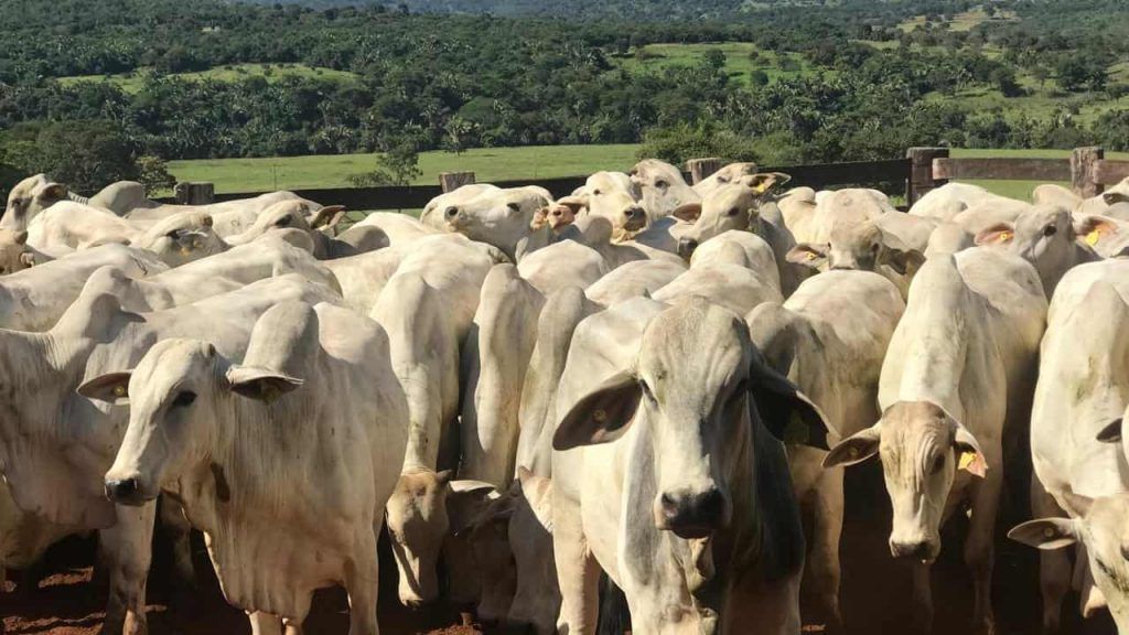 Goiás inicia segunda etapa da Declaração de Rebanho 2025; veja como fazer