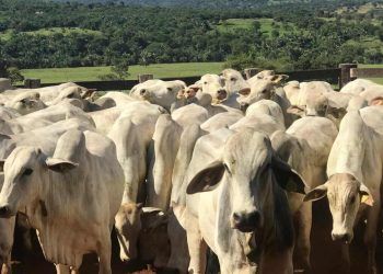 Goiás inicia segunda etapa da Declaração de Rebanho 2025; veja como fazer 7 Goiás inicia segunda etapa da Declaração de Rebanho 2025; veja como fazer