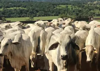 Goiás inicia segunda etapa da Declaração de Rebanho 2025; veja como fazer 7 Goiás inicia segunda etapa da Declaração de Rebanho 2025; veja como fazer