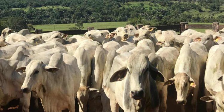 Goiás inicia segunda etapa da Declaração de Rebanho 2025; veja como fazer