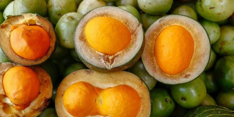 Foto: Divulgação/Governo de Goiás