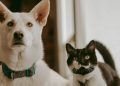 Governo define regras para controle de micotoxinas em alimentos de pets