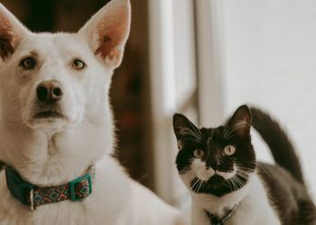 Governo define regras para controle de micotoxinas em alimentos de pets