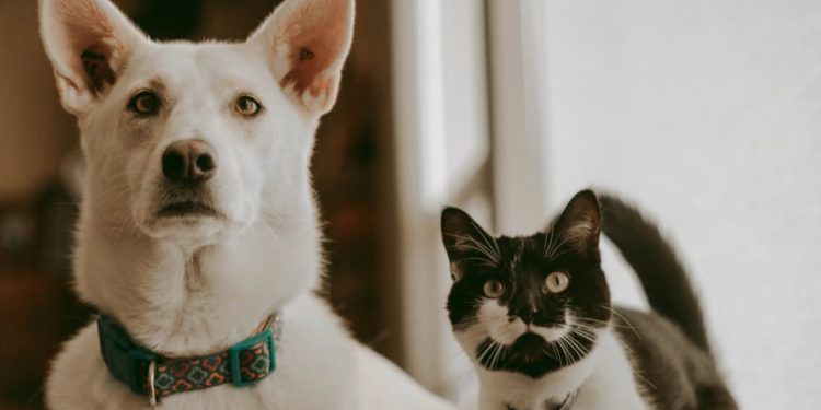 Governo define regras para controle de micotoxinas em alimentos de pets
