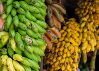 Impactos da importação de bananas do Equador mobilizam representantes do agro 7 Impactos da importação de bananas do Equador mobilizam representantes do agro