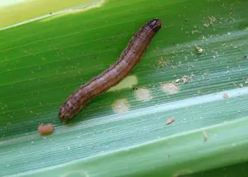 Inteligência artificial ajuda a identificar lagarta-do-cartucho em lavouras de milho 7 Foto: Marina Pessoa/Embrapa