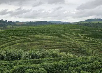 Inteligência artificial revoluciona o monitoramento das lavouras de café no Brasil
