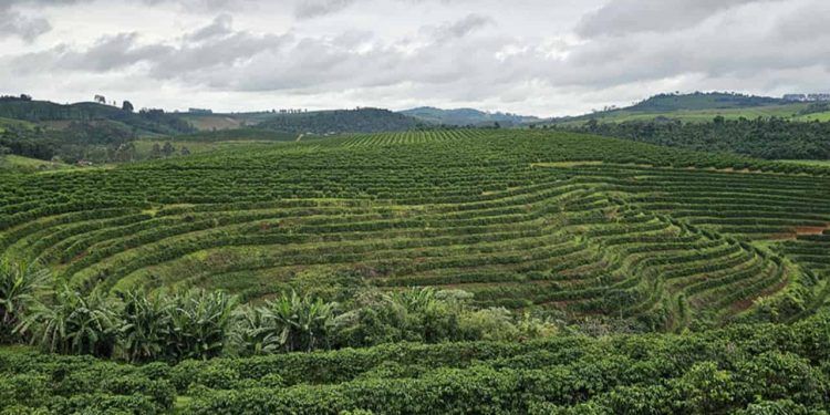 Inteligência artificial revoluciona o monitoramento das lavouras de café no Brasil 1 Inteligência artificial revoluciona o monitoramento das lavouras de café no Brasil