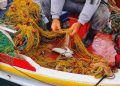 MPA suspende mais de 131 mil licenças de pescadores em todo o Brasil