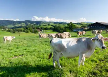 Mastite reduz produção e afeta lucro de propriedades leiteiras, aponta CNA 8 Mastite reduz produção e afeta lucro de propriedades leiteiras, aponta CNA