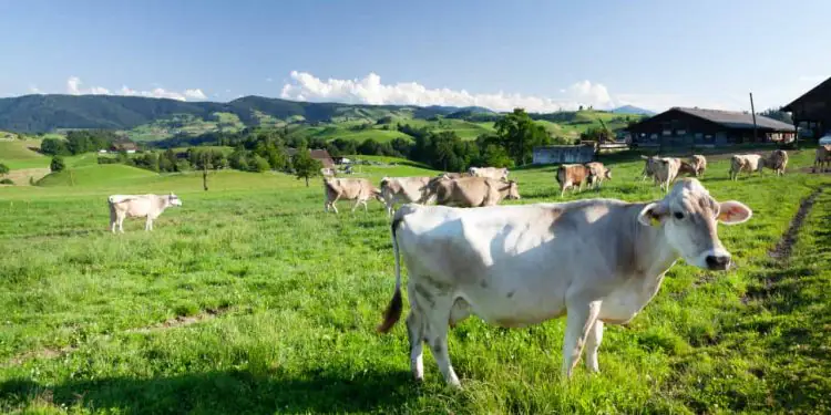 Mastite reduz produção e afeta lucro de propriedades leiteiras, aponta CNA 1 Mastite reduz produção e afeta lucro de propriedades leiteiras, aponta CNA