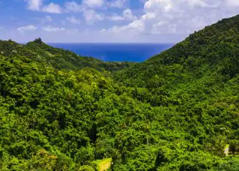 Mata Atlântica chega a 2024 com apenas 31% de vegetação nativa preservada 7 Mata Atlântica chega a 2024 com apenas 31% de vegetação nativa preservada