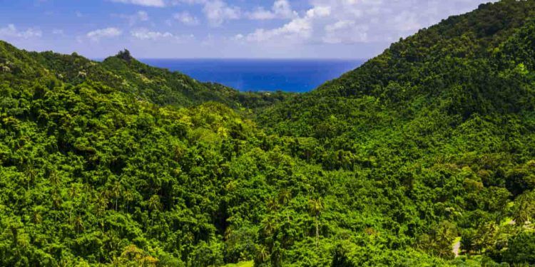 Mata Atlântica chega a 2024 com apenas 31% de vegetação nativa preservada 1 Mata Atlântica chega a 2024 com apenas 31% de vegetação nativa preservada