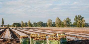 Mercosul passa a enviar notificações conjuntas à OMC sobre normas agrícolas