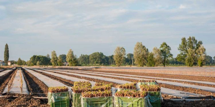 Mercosul passa a enviar notificações conjuntas à OMC sobre normas agrícolas 1 Mercosul passa a enviar notificações conjuntas à OMC sobre normas agrícolas