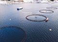 Ministério avalia impacto de espécies exóticas invasoras na pesca e aquicultura; entenda 4 Ministério avalia impacto de espécies exóticas invasoras na pesca e aquicultura; entenda