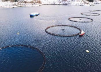 Ministério avalia impacto de espécies exóticas invasoras na pesca e aquicultura; entenda 6 Ministério avalia impacto de espécies exóticas invasoras na pesca e aquicultura; entenda