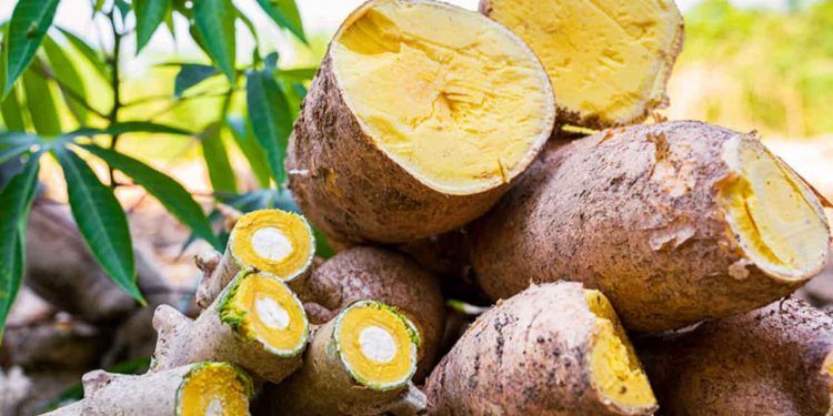 Nova mandioca adaptada ao Amazonas promete triplicar a produtividade