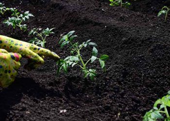 Novembro traz condições ideais para o plantio de hortaliças em todas as regiões do Brasil