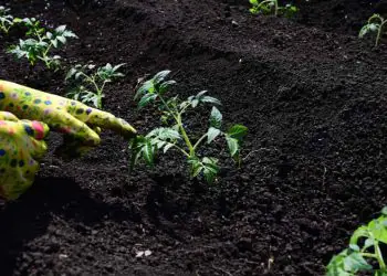 Novembro traz condições ideais para o plantio de hortaliças em todas as regiões do Brasil