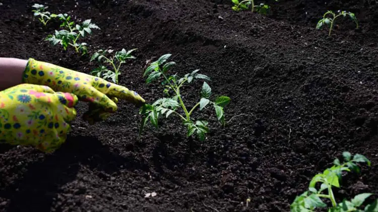 Novembro traz condicoes ideais para o plantio de hortalicas em todas as regioes do Brasil