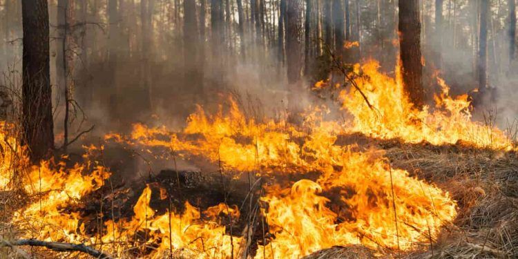 Operação mira responsáveis por incêndios que consumiram 89,8 mil hectares em Goiás