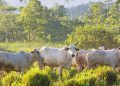 Pecuária brasileira impulsiona agronegócio com sustentabilidade e recordes de produção
