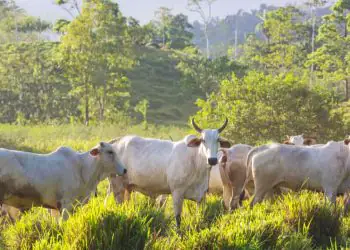 Pecuária brasileira impulsiona agronegócio com sustentabilidade e recordes de produção 6 Pecuária brasileira impulsiona agronegócio com sustentabilidade e recordes de produção