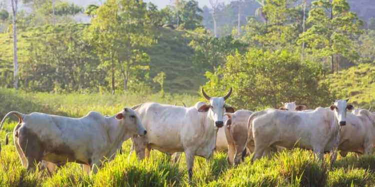 Pecuária brasileira impulsiona agronegócio com sustentabilidade e recordes de produção