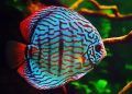 Pesca ornamental amazônica é destaque na COP30 como ferramenta de sustentabilidade