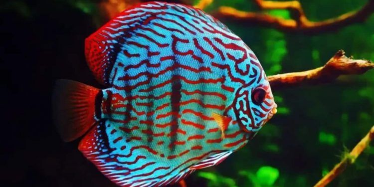 Pesca ornamental amazônica é destaque na COP30 como ferramenta de sustentabilidade