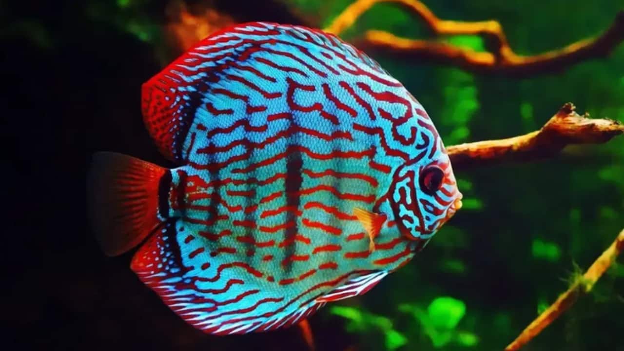 Pesca ornamental amazônica é destaque na COP30 como ferramenta de sustentabilidade