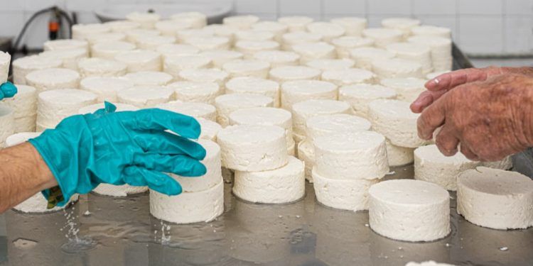 Produção artesanal de queijos cresce 300% em São Paulo