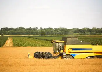 Produção de grãos no Brasil deve crescer e alcançar 354,7 milhões de toneladas em 25/26 8 Foto: Envato