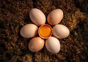 Produção de ovos impulsiona crescimento da avicultura em Goiás