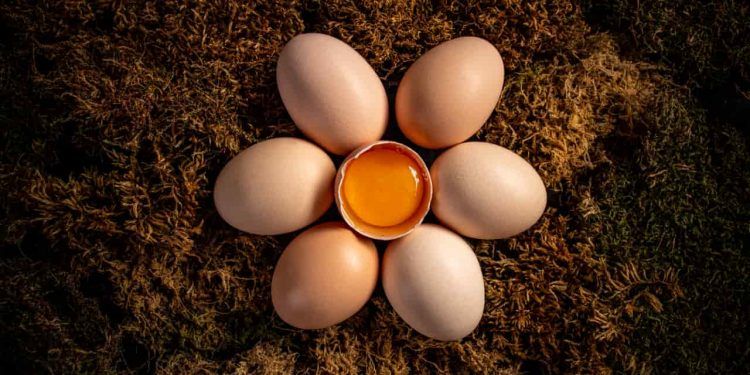 Produção de ovos impulsiona crescimento da avicultura em Goiás