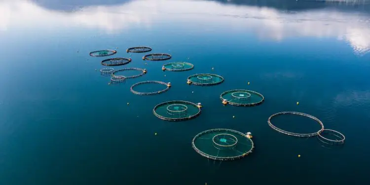 Produção de pescados cresce 20% e valor chega a R$ 1,26 bilhão em 2024 1 Produção de pescados cresce 20% e valor chega a R$ 1,26 bilhão em 2024