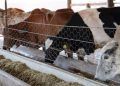 Programa de melhoramento genético beneficia 250 agricultores familiares em Goiás