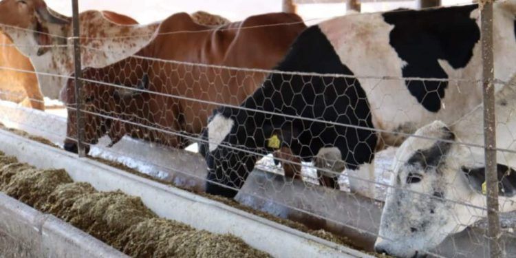 Programa de melhoramento genético beneficia 250 agricultores familiares em Goiás
