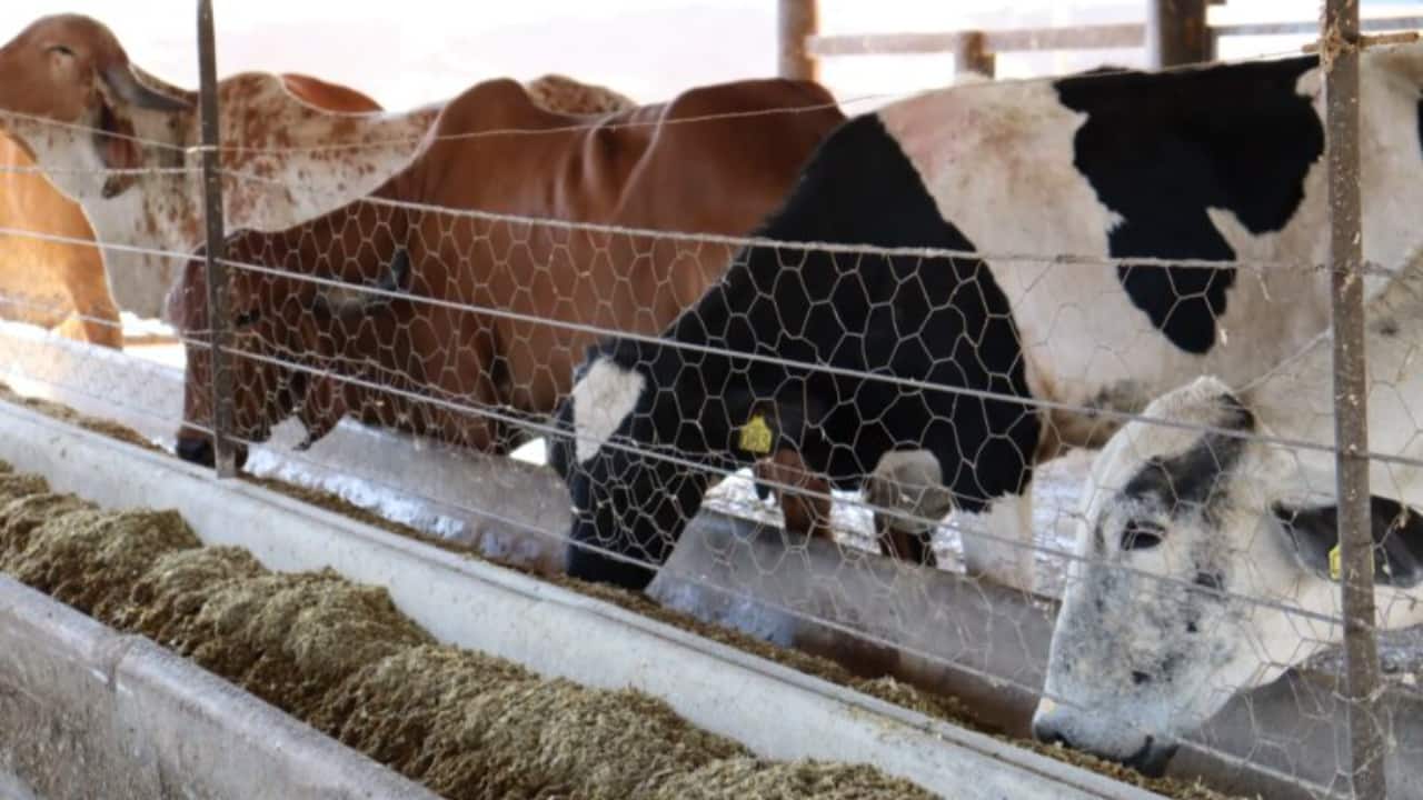 Programa de melhoramento genético beneficia 250 agricultores familiares em Goiás